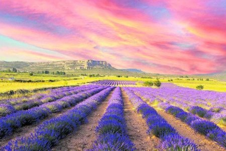 Brihuega, Moratalla y Tiedra dan la bienvenida a la floración de la lavanda con una completa agenda de experiencias turísticas, culturales y sensoriales